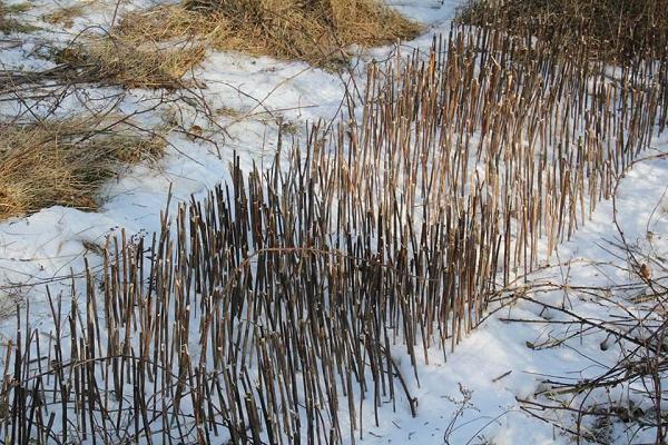 Jaroslav a Jana Belišová - Pochod nalomených trstín 