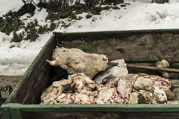 Boris Nemeth - Homeland 